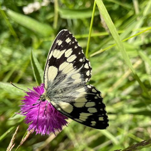 These butterflies are in the air from mid-June to mid-August, an essential ingredient of a summer walk on the South Downs.