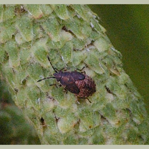 Adult Birch Catkin Bugs overwinter and emerge to breed in early spring. Nymphs appear between March and September.