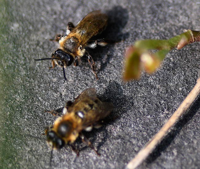 Chocolate Mining Bee (Andrena scotica), Heene Cemetery, March 2022