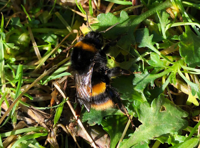 Buff-tailed Bumblebee or Large Earth Bumble-bee (Bombus terrestris), Heene Cemetery, April 2020