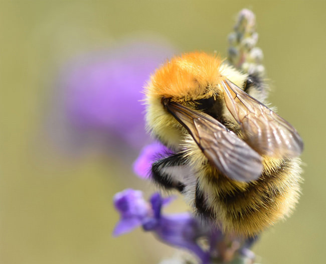 Common Carder Bee (Bombus pascuorum), Heene Cemetery, August 2020