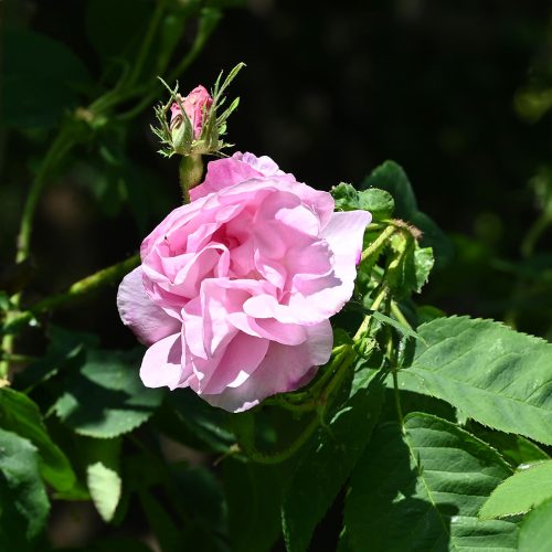 This pink, semi-double flowered rose was first hybridized in 1823.