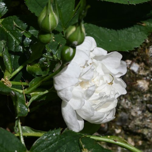 Alba Semi-plena is an old rose that produces clusters of large milk-white flowers. It was first hybridized in 1899.