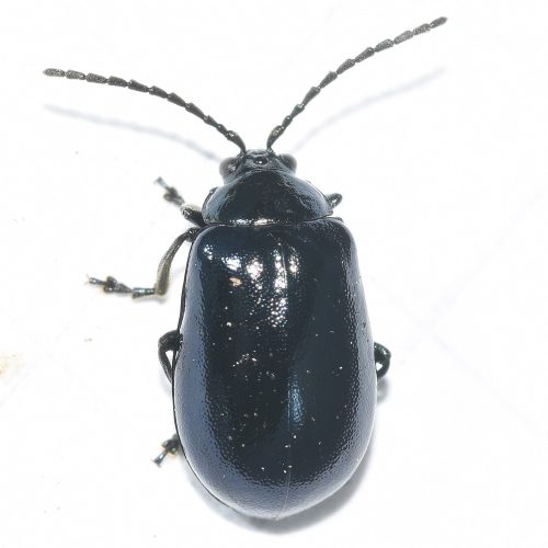 This was once a rare beetle, even thought to be extinct in Britain, but there have been increasing numbers of records.