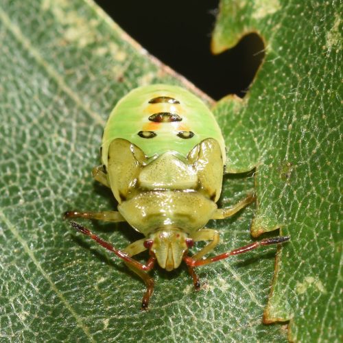 This Birch Shieldbug final instar nymph was photographed on a Birch tree in August.
